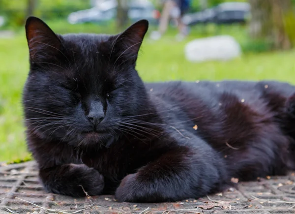 Gato negro durmiendo en una alcantarilla — Foto de Stock