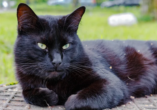 Gato negro durmiendo en una alcantarilla — Foto de Stock