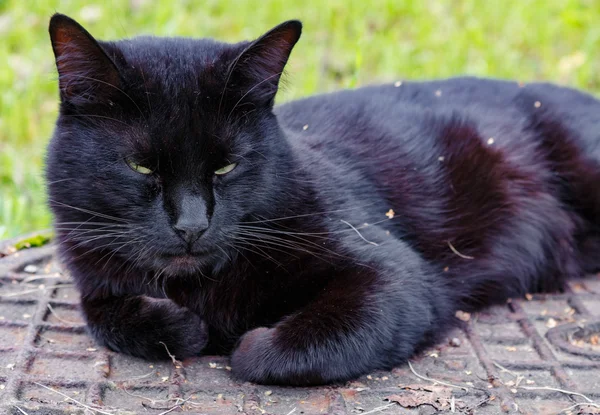 Gato negro durmiendo en una alcantarilla — Foto de Stock