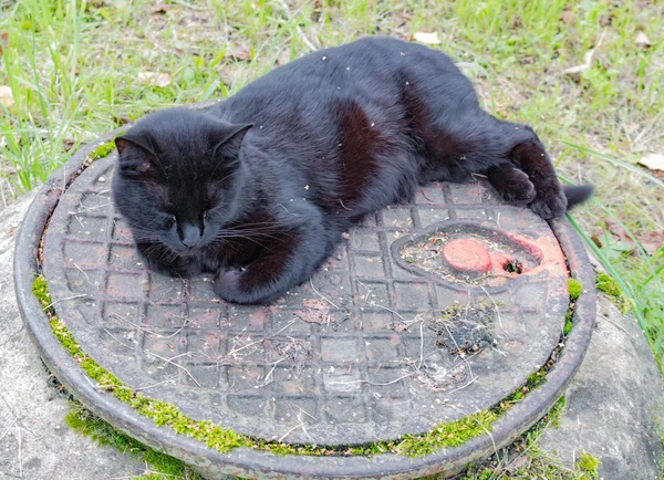 Gato negro durmiendo en una alcantarilla — Foto de Stock