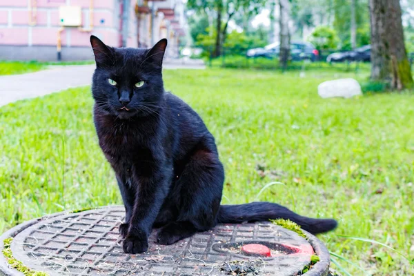 Gato negro sentado en una alcantarilla — Foto de Stock