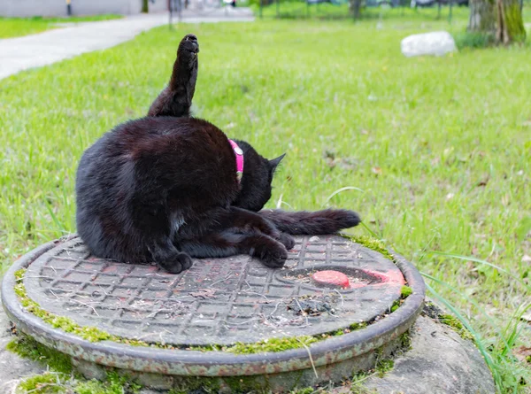 Gato negro sentado en una alcantarilla — Foto de Stock