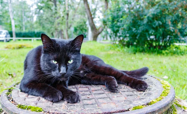 Gato negro durmiendo en una alcantarilla — Foto de Stock