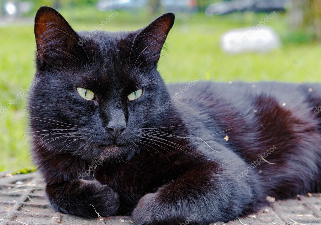 Chat Noir Dormant Sur Un Trou D Egout Image Libre De Droit Par Yarochkins C