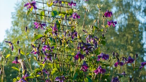 Klematisblüten vor blauem Himmel, die versuchen, eine Sonne zu erreichen, quadratisch. die Kamera schwenkt von oben nach unten durch das Gebüsch — Stockvideo