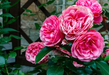 yumuşak zemin güzel pembe güller