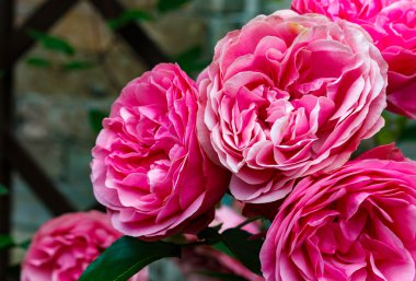 yumuşak zemin güzel pembe güller