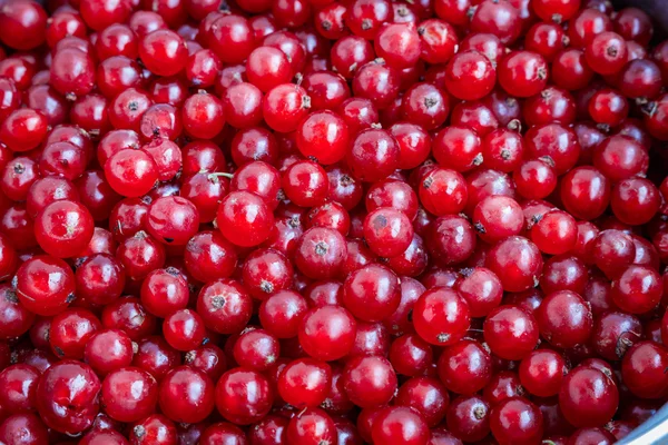 Organic garden berries from above. red currant. — Stock Photo, Image