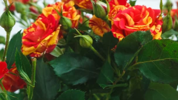 Bouquet de roses jaunes et rouges petites roses. aperçu. la caméra se déplace de gauche à droite . — Video