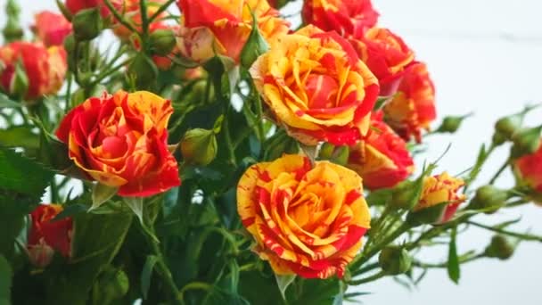 Bouquet of yellow and red roses small roses. they are swaying in the wind — Stock Video