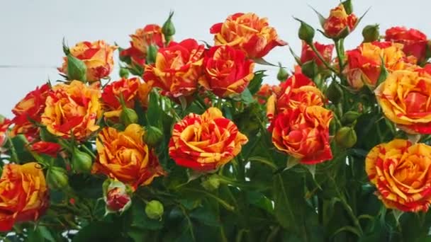 Ramo de rosas amarillas y rojas pequeñas rosas. Golpeando la cámara con una flor. primer plano . — Vídeo de stock