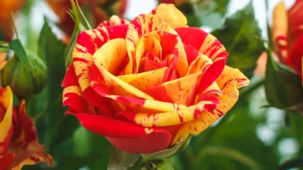 Bouquet of yellow and red roses small roses. they are swaying in the wind — Stock Video