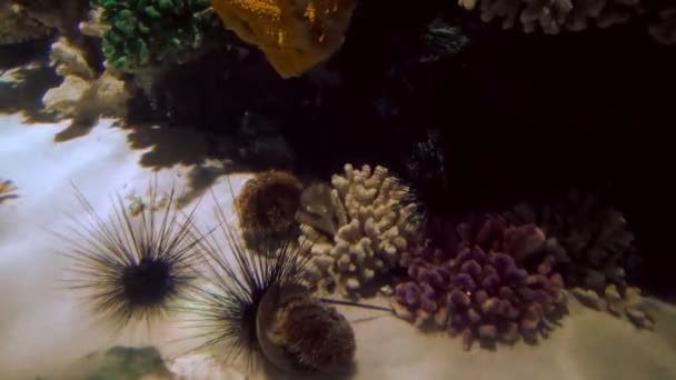 Los erizos de mar se encuentran en la arena blanca rodeada de coral en aguas transparentes azules — Vídeo de stock