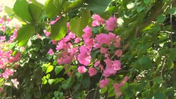風に揺れるピンク色の花を持つ美しい花の咲く低木. — ストック動画