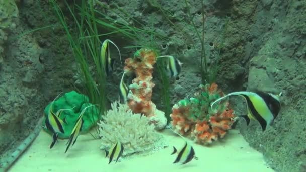 Yellow and black fish swimming among corals in the aquarium — Stock Video