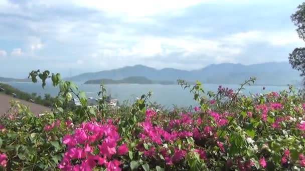 Rüzgarda sallanan pembe çiçekli güzel çiçekli çalı — Stok video