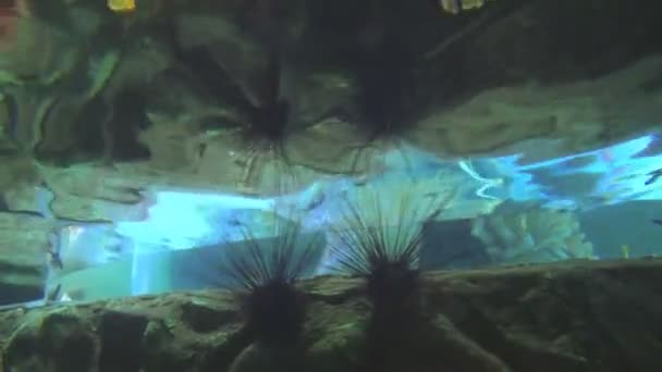 Sea urchins lie on the stone surrounded by coral in blue transparent clear water — Stock Video