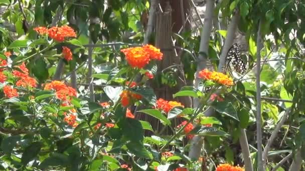 A borboleta grande bonita senta-se na flor alaranjada e voa então de uma flor a outra. Movimento lento — Vídeo de Stock