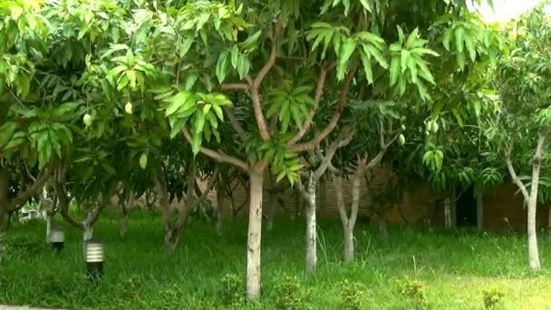 Mango grove with fruits on a background of a brick wall — Stock Video