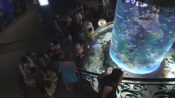 Mensen in het aquarium kijken naar vis in een groot aquarium met prachtig helder blauw water — Stockvideo