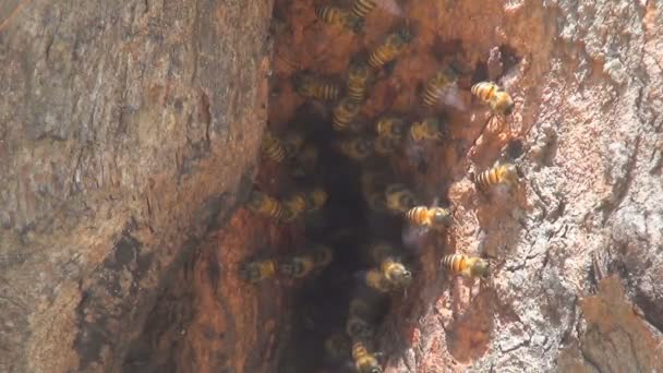 Μέλισσες αποθηκεύεται στον κορμό. — Αρχείο Βίντεο
