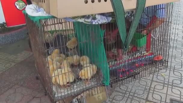 Polluelos amarillos sentados en una jaula en una moto . — Vídeos de Stock