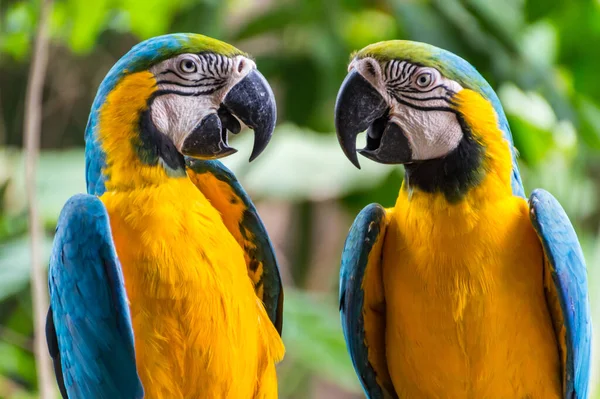 Due Pappagalli Blu Gialli Uno Fronte All Altro — Foto Stock