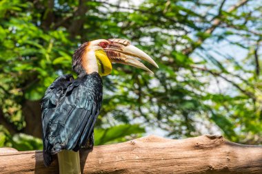 Çelenklerle süslenmiş Hornbill dal üzerine tünemiş