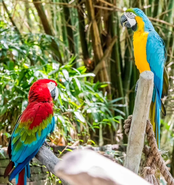 Pappagalli Colorati Che Fissano Allo Zoo — Foto Stock