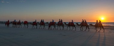 Cable Beach 'te insanları taşıyan develer. Broome WA' da güzel bir günbatımı var.