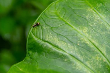 Yeşil yapraklı karınca