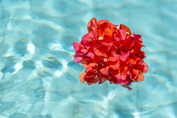 Bougainvillea Flotando Una Piscina —  Fotos de Stock