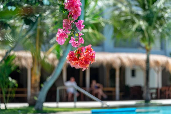 Bougainvillea Bali Indonesia — Foto Stock