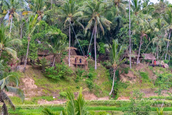 Bali Hindistan Cevizi Palmiyeli Pirinç Tarlaları — Stok fotoğraf