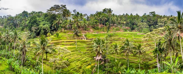 Terrazas Campo Arroz Con Cocoteros Bali — Foto de Stock