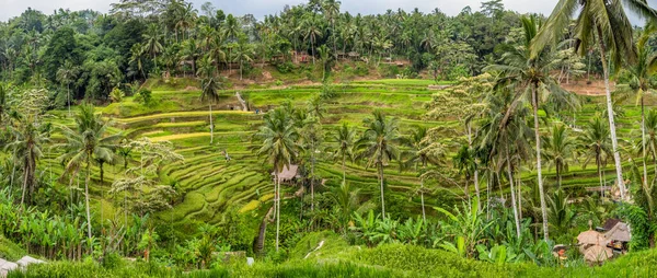 Terrazas Campo Arroz Con Cocoteros Bali — Foto de Stock