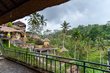 Tegallalang, Bali / Endonezya - 11 / 05 / 2018 Pirinç tarlaları Bali 'de Hindistan cevizi palmiyeleriyle.