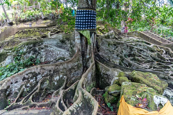 Santuario Goa Gajah Ubud Bali Indonesia 2018 Famoso Árbol Viejo —  Fotos de Stock