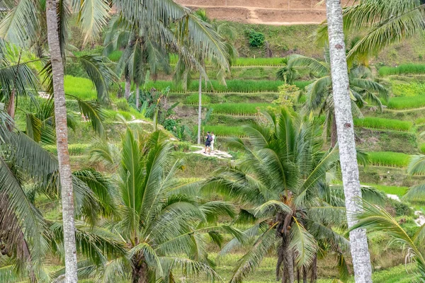 Tegallalang Bali Indonesia 2018 Terrazas Campo Arroz Con Palmeras Coco — Foto de Stock