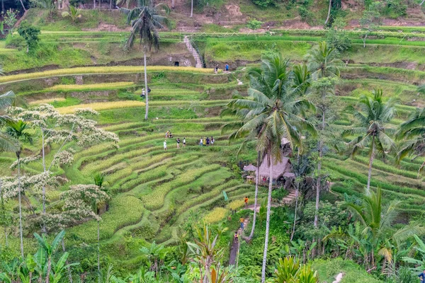 Tegallalang Bali Indonesia 2018 Terrazas Campo Arroz Con Palmeras Coco — Foto de Stock