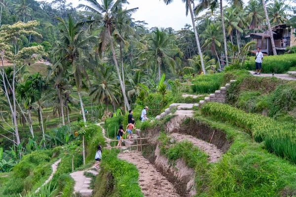Tegallalang Bali Indonesia 2018 Terrazas Campo Arroz Con Palmeras Coco — Foto de Stock