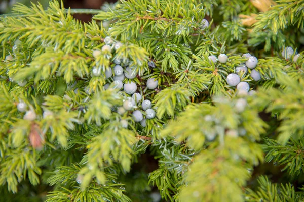 Flora ve Fauna Kanada ormanında