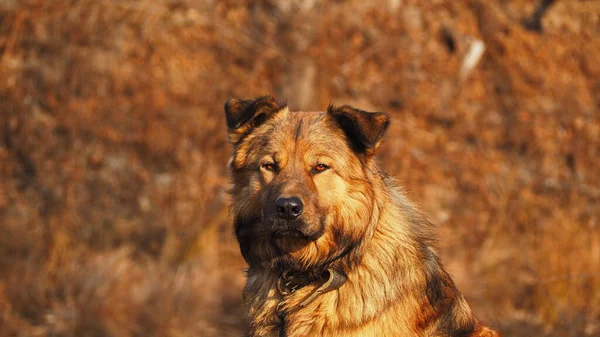 Duży Smutny Pies Stróż Czeka Swojego Przyjaciela Właściciela — Zdjęcie stockowe
