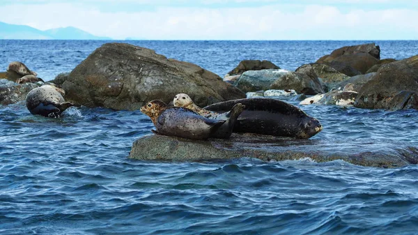 Navy Seals Relax Rocks Sea Japan — Stockfoto