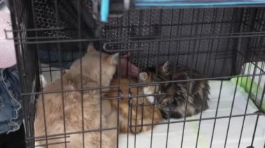 Barınaktaki kediler kafeste.