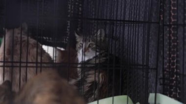 Barınaktaki kediler kafeste.