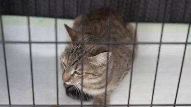 Barınaktaki kediler kafeste.