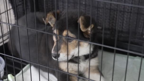 Cães Abrigo Estão Numa Jaula — Vídeo de Stock