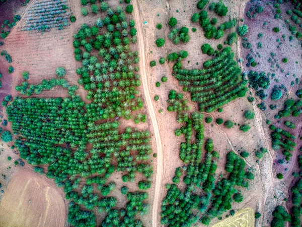 Vista Aérea Floresta Pinheiros Escoceses — Fotografia de Stock