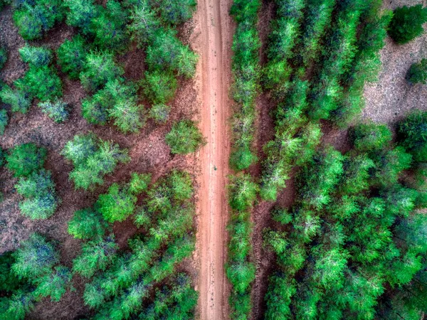 Aerial View Scotch Pine Forest — Stock Photo, Image